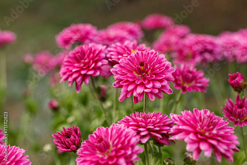 Beautiful chrysanthemum bushes yellow  red  white  pink  red colors