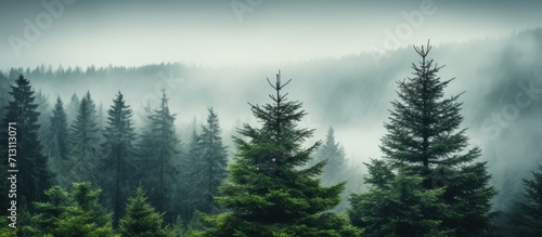 Misty Pine Forest in Moody Atmosphere