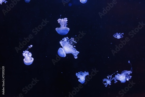 Fototapeta Naklejka Na Ścianę i Meble -  underwater shot of a beautiful Australian Spotted Jellyfish