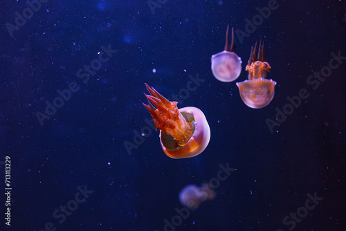 underwater photography of beautiful flame jellyfish rhopilema esculentum photo