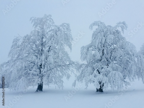 Minimalistic photo of two trees covered in snow on a cold and foggy winter day
