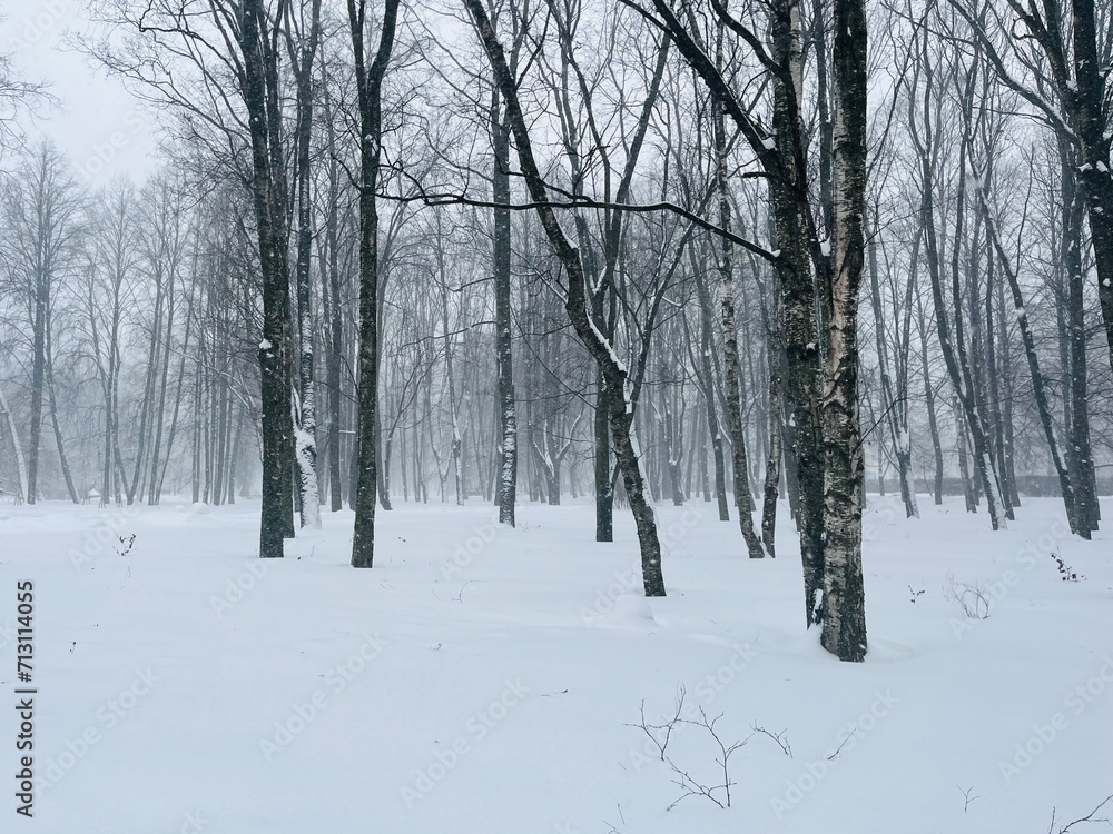 Winter landscape, trees in the snowy park, natural winter background Winter landscape, trees in the snowy park, natural winter background