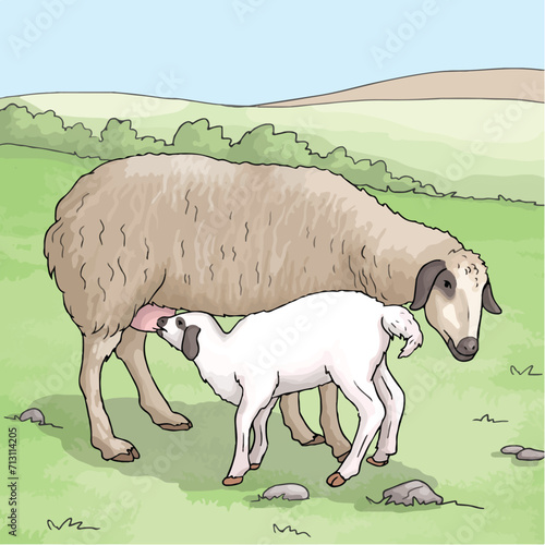 A lamb drinking its mother's milk. Lactating sheep.