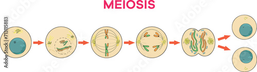 Meiosis stages to be used in science and biology lessons. photo