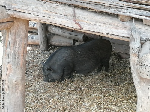 pigs in a farm