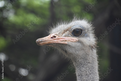 Side View ofan Ostriches Head Up Close