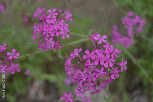 Flowers and its color and honeybee