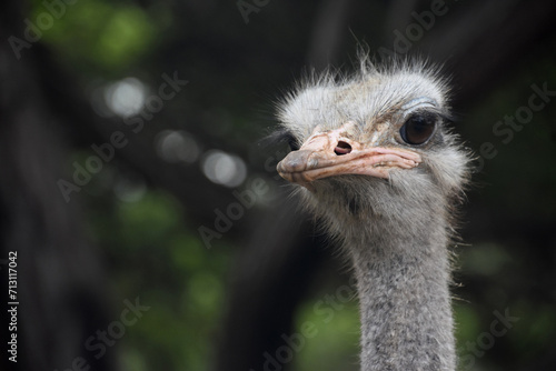 An Ostrich with a Long Neck and Ugly Face