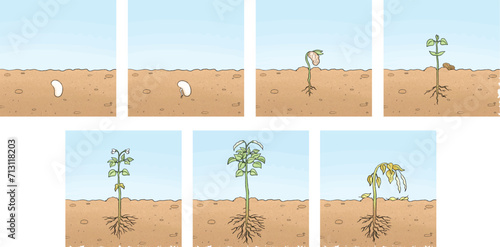 The underground developmental stage of the bean plant.