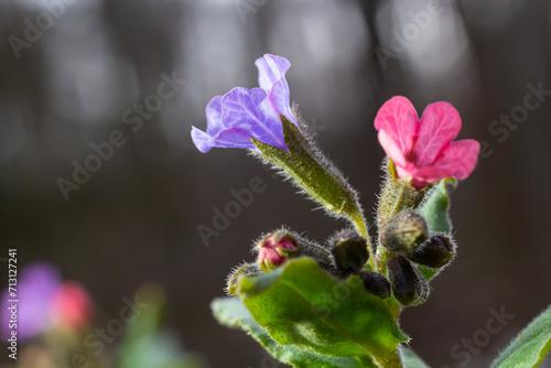 Fotótapéta Close-up of blooming flowers Pulmonaria mollis in sunny spring day, selective focus