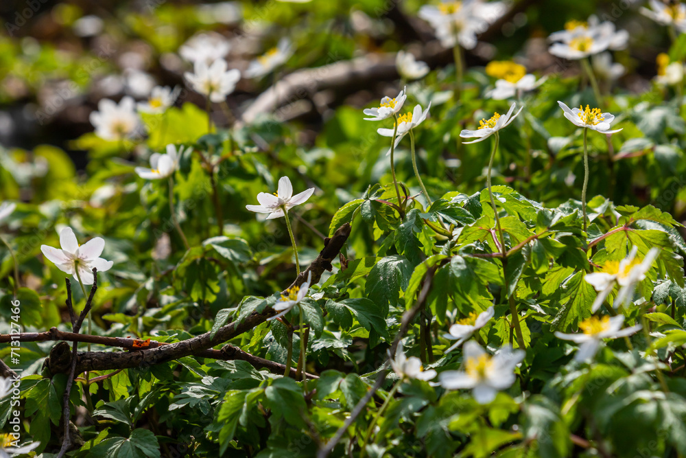 The many white wild flowers in spring forest. Blossom beauty, nature, natural. Sunny summer day, green grass in park. Anemonoides nemorosa The many white wild flowers in spring forest. Blossom beauty, nature, natural. Sunny summer day, green grass in park. Anemonoides nemorosa