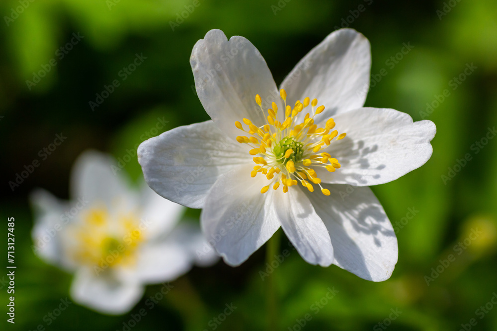 The many white wild flowers in spring forest. Blossom beauty, nature, natural. Sunny summer day, green grass in park. Anemonoides nemorosa The many white wild flowers in spring forest. Blossom beauty, nature, natural. Sunny summer day, green grass in park. Anemonoides nemorosa