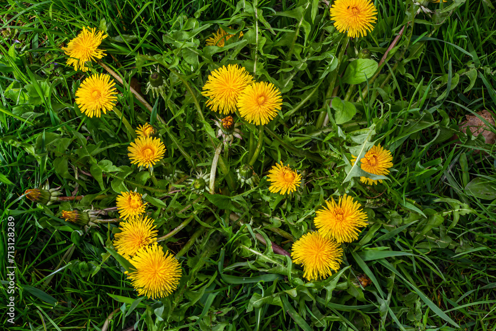 Dandelion flowers on a green meadow in spring. Dandelion flower background Dandelion flowers on a green meadow in spring. Dandelion flower background