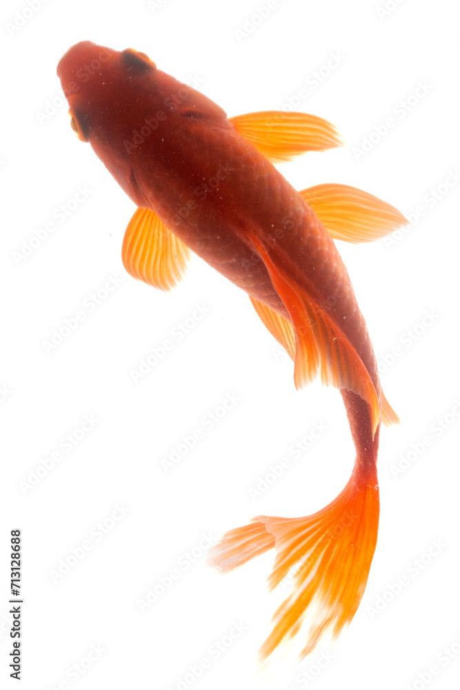 Koi fish isolated on a white background, closeup of photo Koi fish isolated on a white background, closeup of photo
