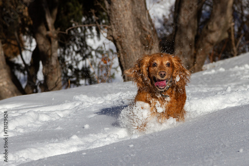 cocker spaniel running on white snow in sunny weather