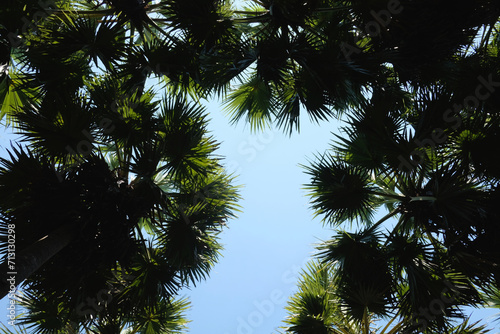 palm trees under blue sky © wachira