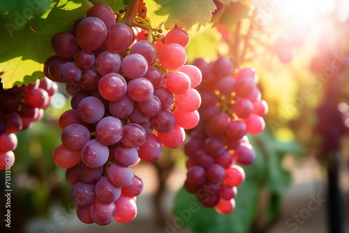 Close-up grape with water drops, closeup, isolated grape farm background.sunlight, Generated AI