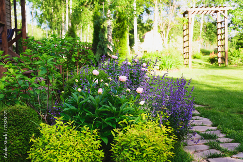 perennial flowers in summer - catmint (nepeta) and peony blooming together. Beautiful plants combination for english private garden, companion plants in landscape design