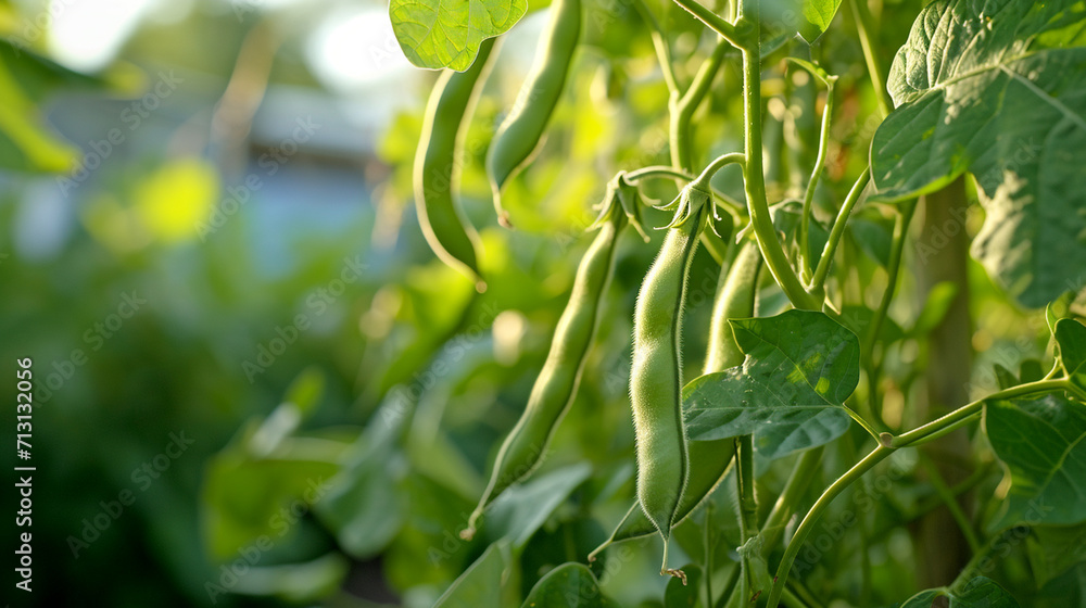 Beans growing in the garden. selective focus. Generative AI, Beans growing in the garden. selective focus. Generative AI,