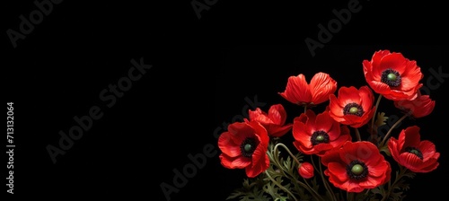 red anemones isolated on black background with copy space left. Beauty, valentines day, romantic banner.