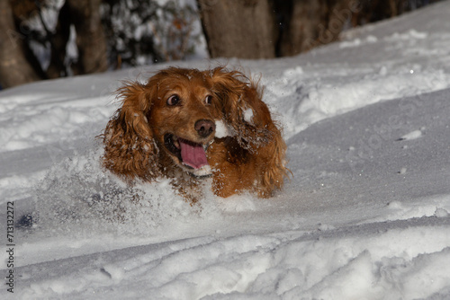 Spaniel bugs in the snow on a walk in the mountains