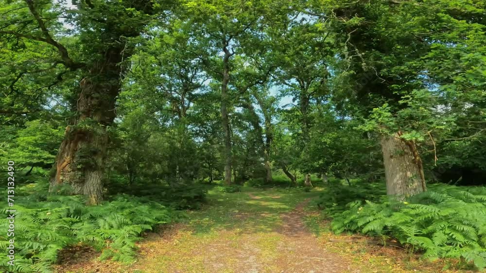 A summer walk through the green forest full of vegetation. Hike on a trail in the New Forest National Park 4k A summer walk through the green forest full of vegetation. Hike on a trail in the New Forest National Park 4k