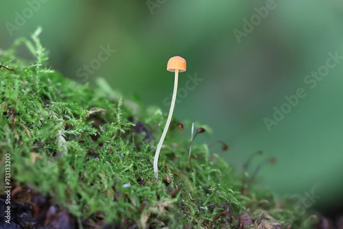 Orange bonnet, Mycena acicula, also known as coral spring Mycena, wild mushroom from Finland