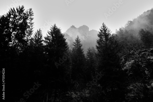 Nebbia nel bosco