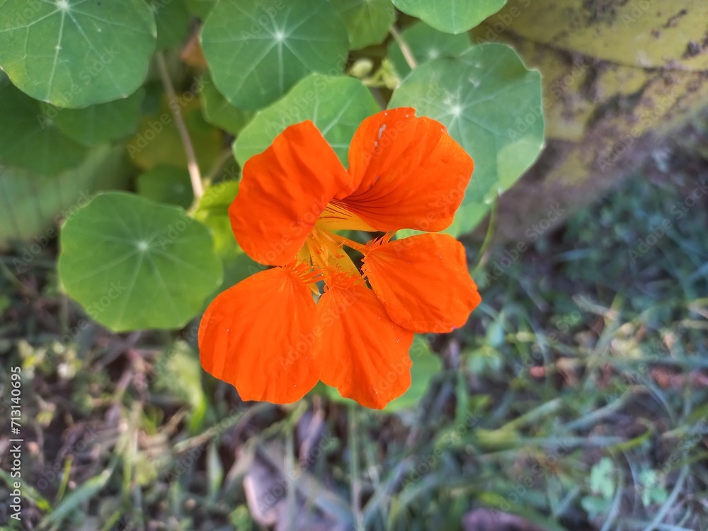 Nasturtium plant with rounded leaves and colored blooms The flowers of this plant are funnel-shaped and cone in varying shades of yellow, orange, pink, and red.Nasturtium is a fast-growing annual plan