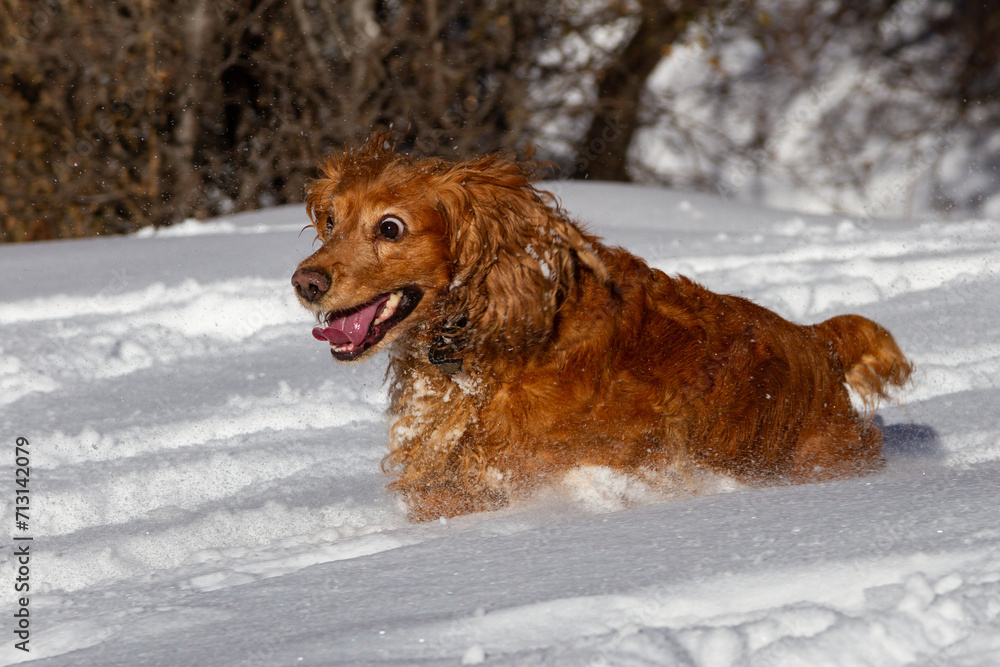 English cocker spaniel running on white snow English cocker spaniel running on white snow