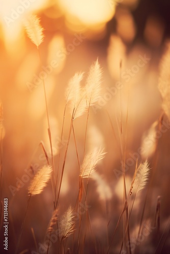 Wild grass in the forest at sunset. A picturesque field of tall grass with the sun shining.