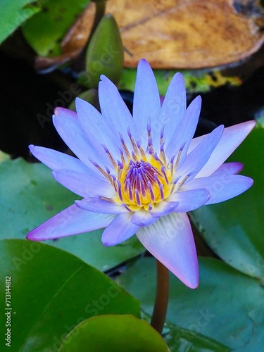 pink water lily