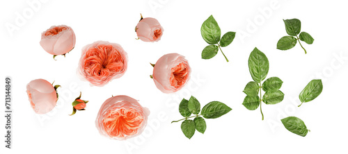 Fototapeta Naklejka Na Ścianę i Meble -  Isolated orange rose and green leaves on white