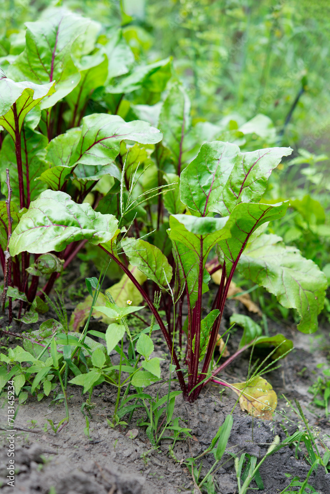 Fresh beet tops in the garden. Harvest, growing vegetables in the country. Vitamins and healthy food Fresh beet tops in the garden. Harvest, growing vegetables in the country. Vitamins and healthy food