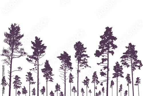 Coniferous forest, silhouette of pine trees, beautiful landscape. Vector illustration