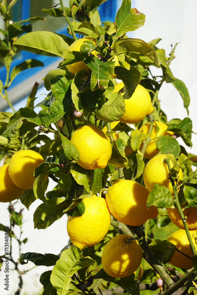 A branch of a lemon tree in Sicily, Italy	