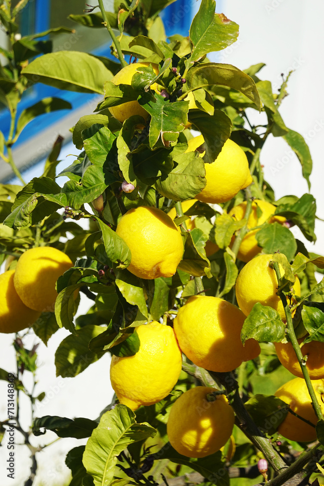 A branch of a lemon tree in Sicily, Italy A branch of a lemon tree in Sicily, Italy