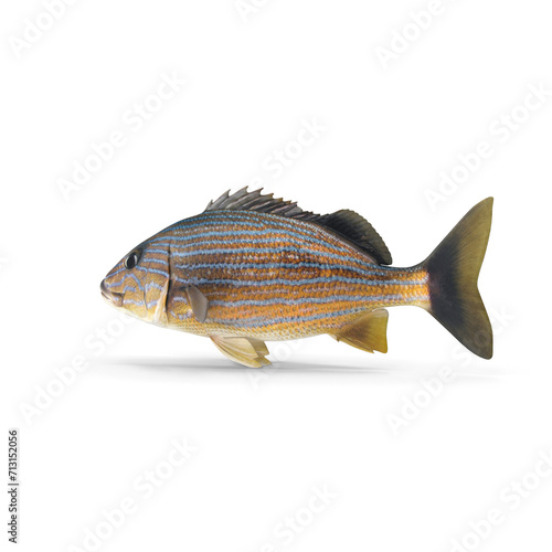 Blue Striped Grunt Fish PNG