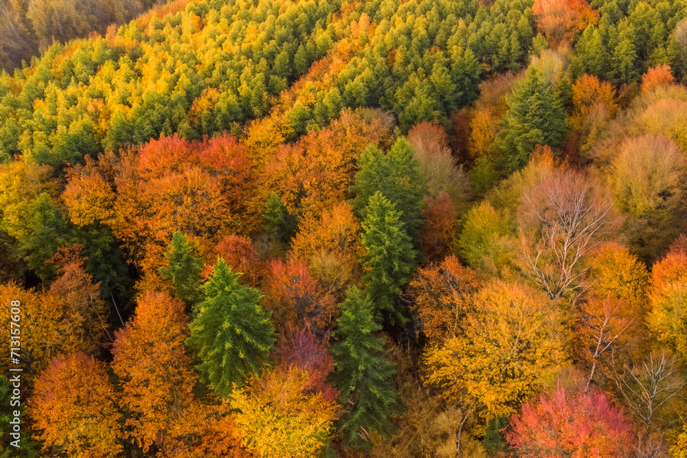 autumn forest. large beautiful autumn forest with a lot of trees, view from above. nature concept autumn forest. large beautiful autumn forest with a lot of trees, view from above. nature concept