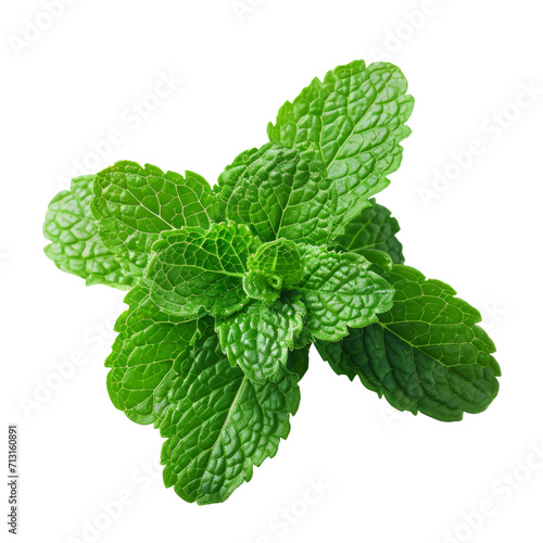 Mint fresh on white or transparent background