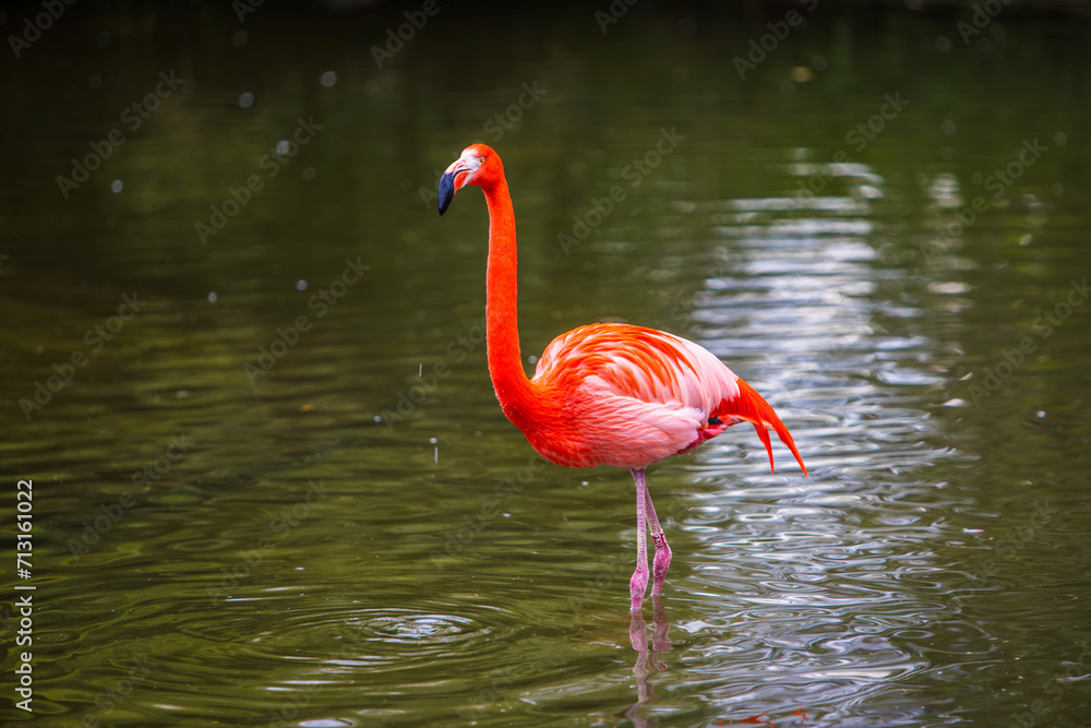 Fototapeta premium Red-orange flamingo in water
