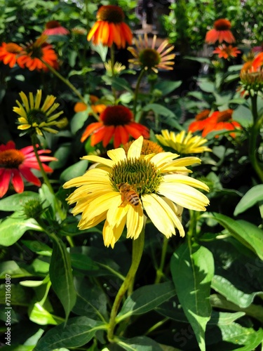 Yellow coneflower with red and orange daisies in the garden