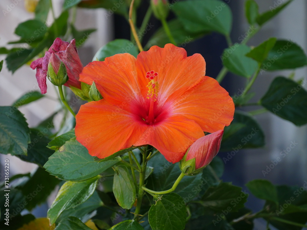 Orange hibiscus flower in a pot with green leaves. Orange hibiscus flower in a pot with green leaves.