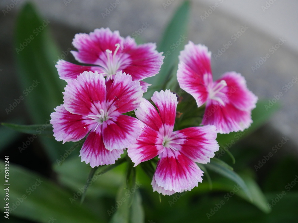 Obraz premium Dianthus chinensis, cultivar of Dianthus chinensis, native to southern Asia.