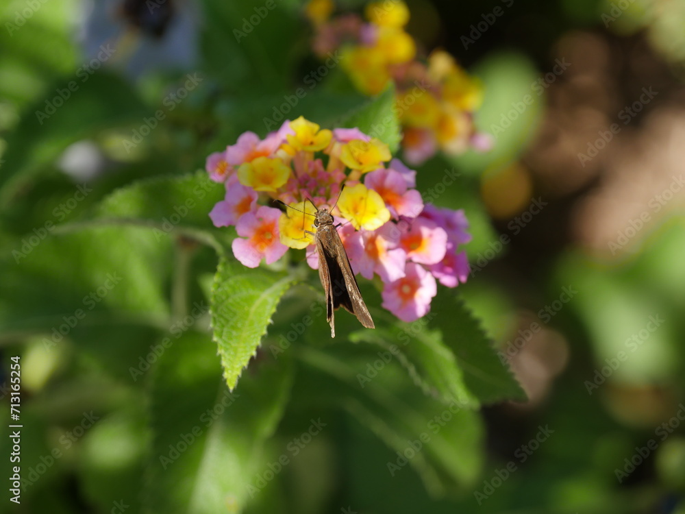 Butterfly on Lantana camara flower in the garden Butterfly on Lantana camara flower in the garden