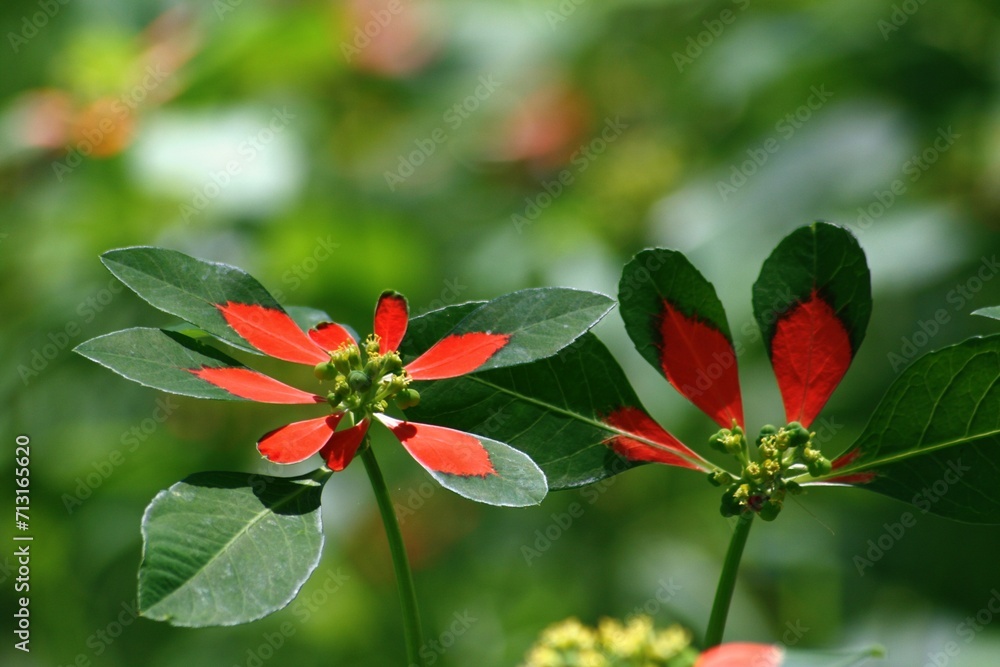 Red poinsettia flowers on green leaves background, close up Red poinsettia flowers on green leaves background, close up