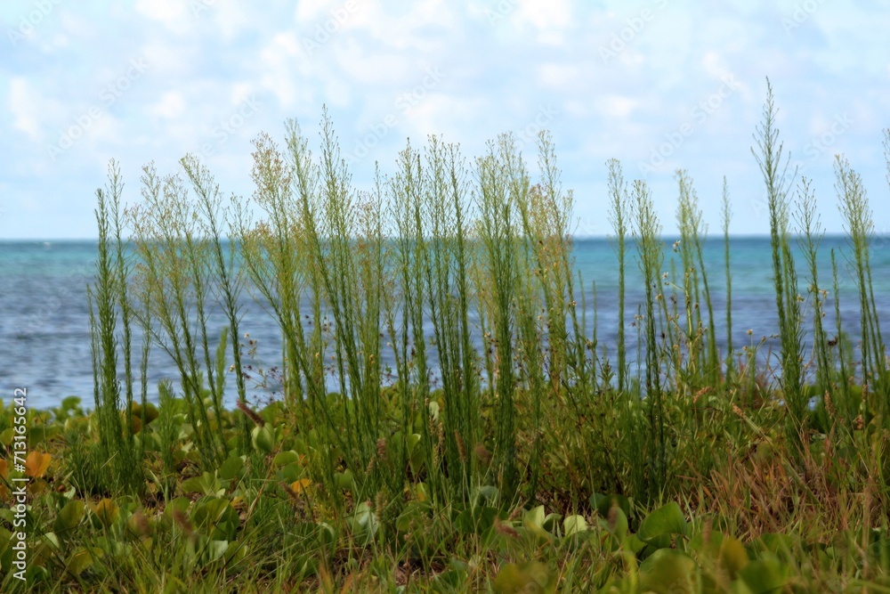 Flowering grass by the sea on a background of blue sky Flowering grass by the sea on a background of blue sky
