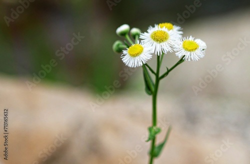 White daisy flowers on a blurred background, shallow depth of field