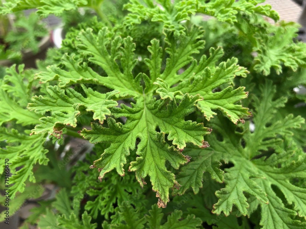 Geranium plant with green leaves, close-up, top view Geranium plant with green leaves, close-up, top view