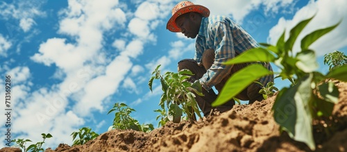 An african farmer is planting a pepper plant in the field photo from below. Copy space image. Place for adding text